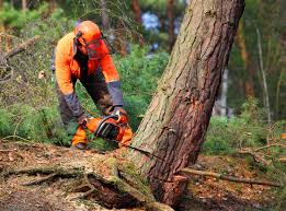 Professional Tree Removal in Locust Fork, AL